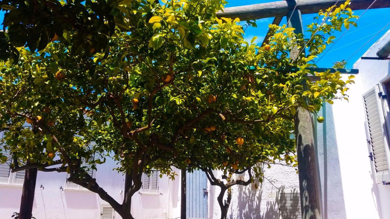 Appartamenti Luongo Forio di Ischia Exterior foto